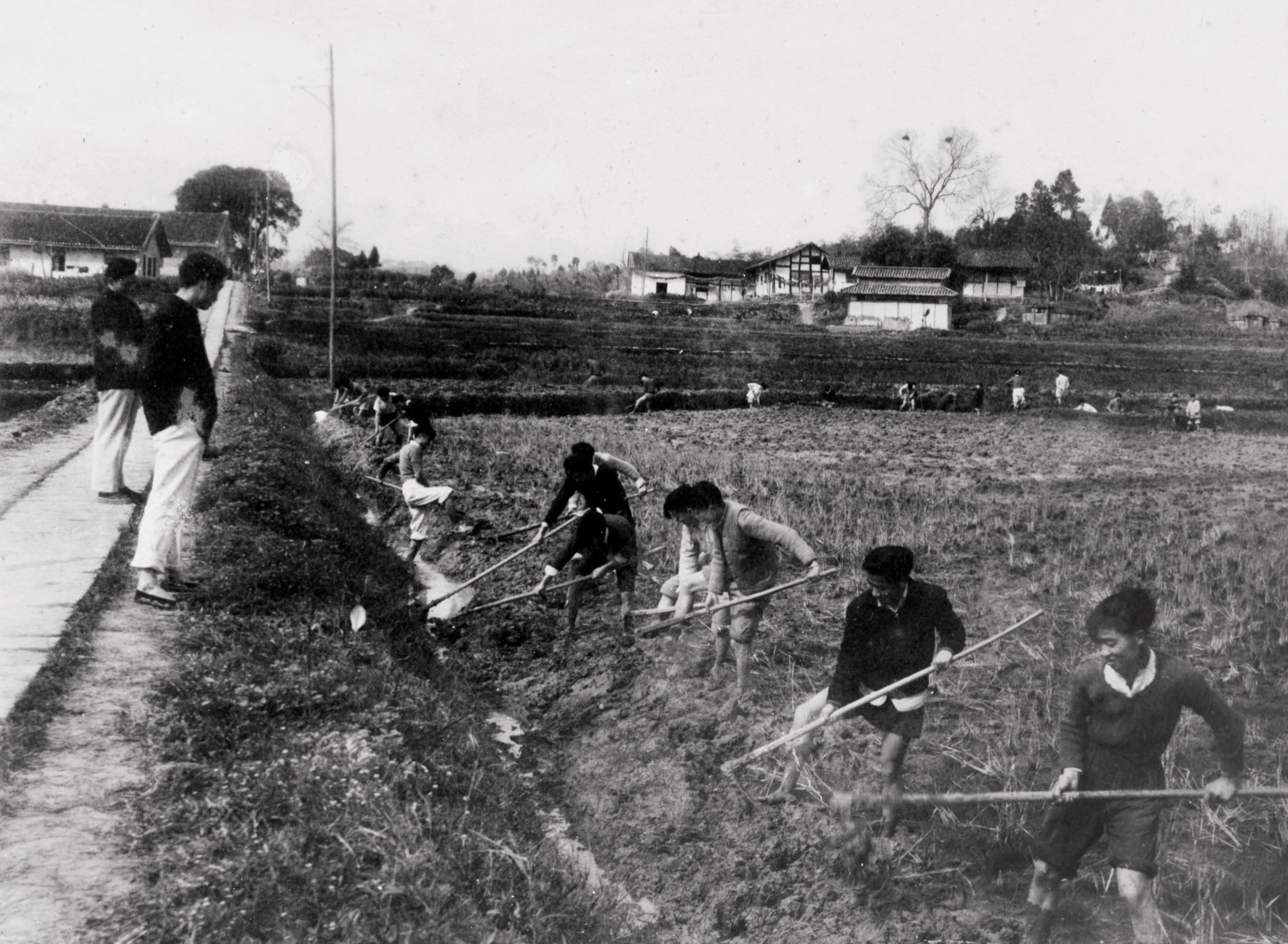 1、农学系学生田间实习。.jpg